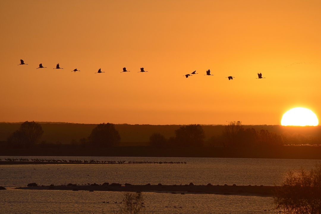 vol de grues au coucher du soleil